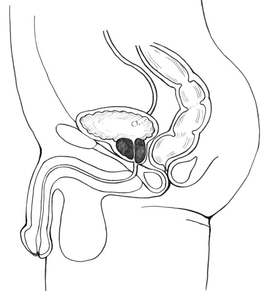 Illustration of the side view of the male urinary tract, with the bladder, prostate, and urethra.