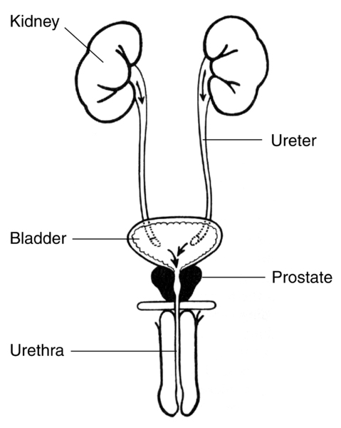 Illustration of the front view of male urinary tract with labels for the kidneys, ureters, bladder, urethra, and prostate.
