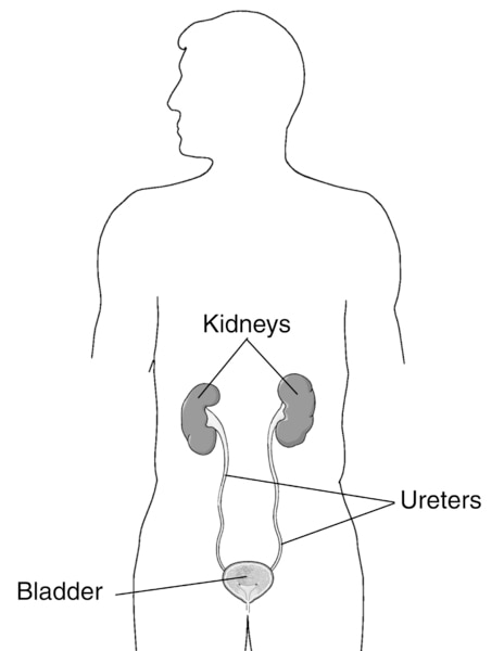 Illustration of the urinary tract in a male figure with labels for the kidneys, bladder, and ureters.