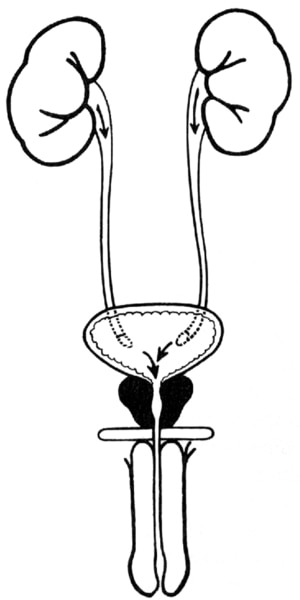 Illustration of the front view of the male urinary tract.