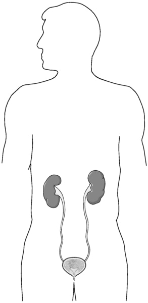 Illustration of the urinary tract in an adult male outline.