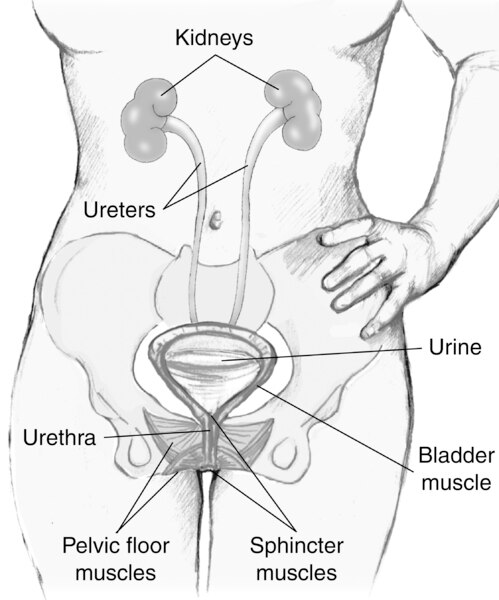 Illustration of the female urinary tract with labels for the kidneys, ureters, urine, bladder muscle, urethra, pelvic floor muscles, and sphincter muscles.