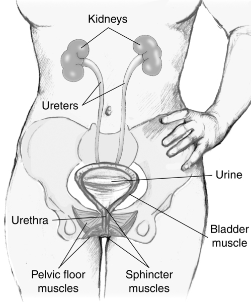 Illustration of the female urinary tract with labels for the kidneys, ureters, urine, bladder muscle, urethra, pelvic floor muscles, and sphincter muscles.