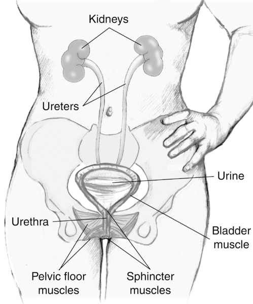 Urinary System Diagram Worksheet #humanbodysystem #human #body #system  #diagram | Urinary system activities, Human body unit study, Teaching  biology