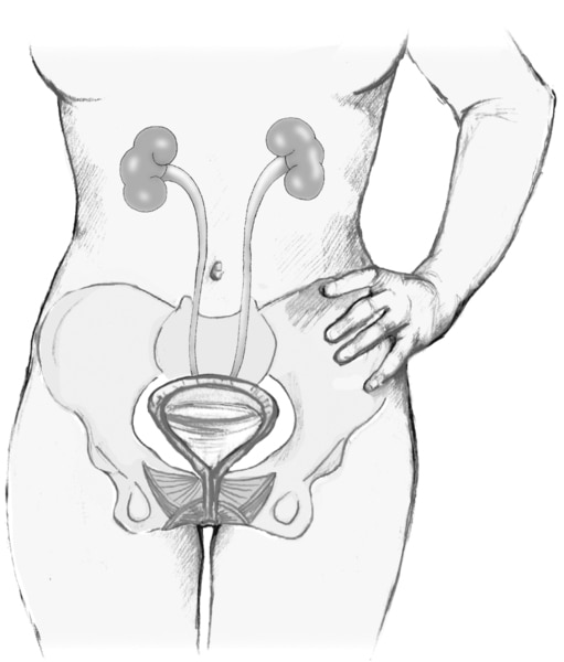 Illustration of the front view of an adult female urinary tract.