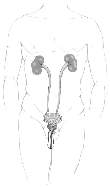 Illustration of the front view of an adult male urinary tract.