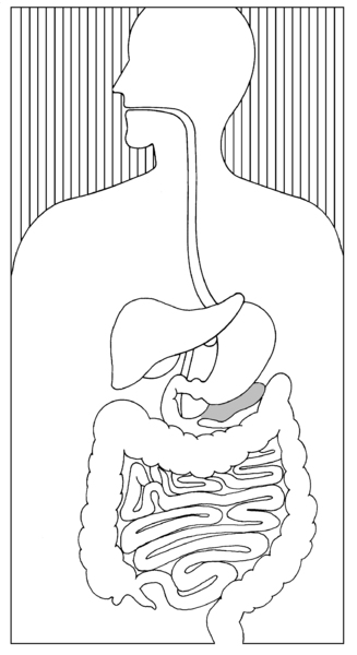 Illustration of an upper torso showing the pancreas and the digestive system.