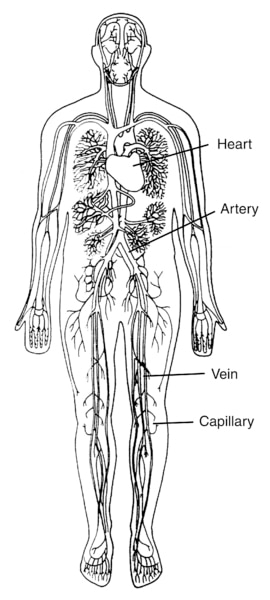 Illustration of a body torso with the heart, an artery, a vein, and a capillary labeled.