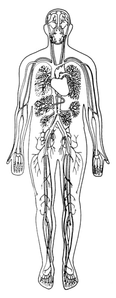 Illustration of a body showing the heart, arteries, veins, and capillaries.