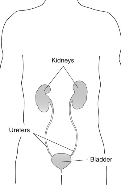Illustration of a body showing the location of the kidneys, ureters, and bladder with labels.
