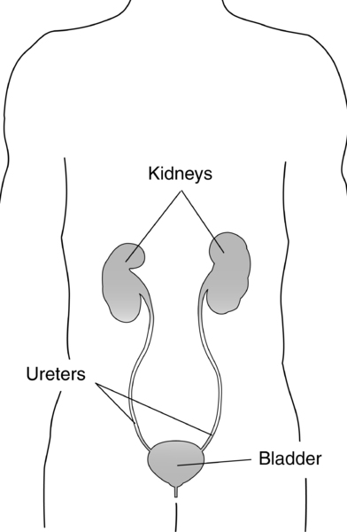 Illustration of a body showing the location of the kidneys, ureters, and bladder with labels.