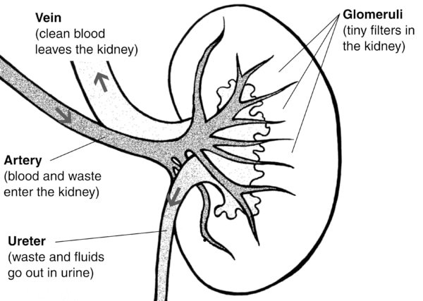 Illustration of a kidney cross section with the functions labeled.