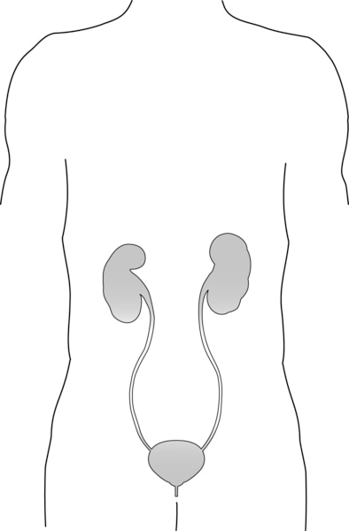 Illustration of a body showing the kidneys, ureters, and bladder.