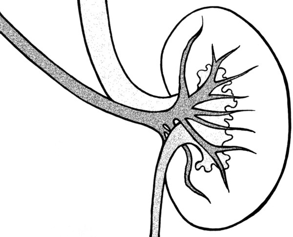 Illustration of a kidney cross section.