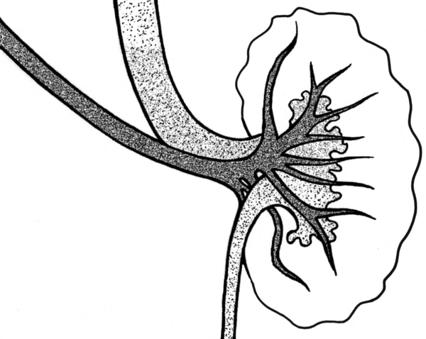 Illustration of a kidney cross section, highlighted.