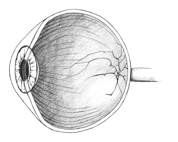 Illustration of a side view of an eye.  It was sketched.