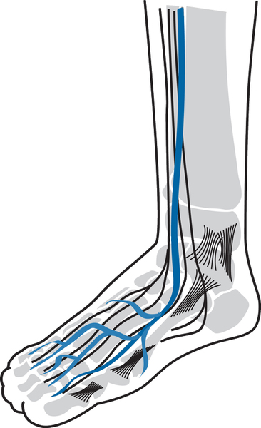 Illustration of a foot. The nerves are colored in blue while everything else is in black and white.