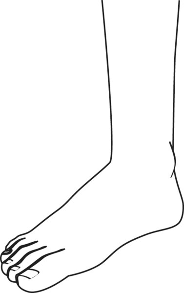 Illustration of a bare foot from mid-calf down.