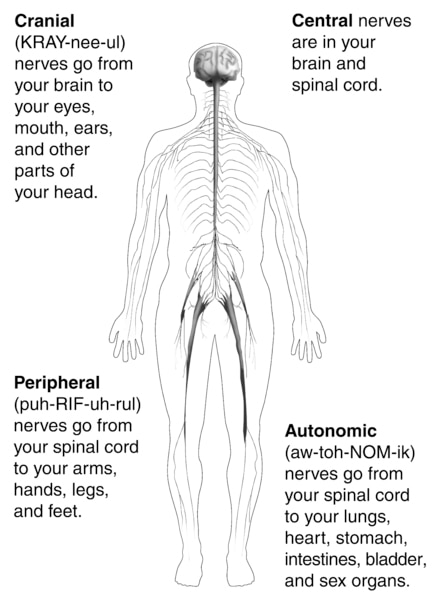 Illustration of the nerves running throughout the human body.  It also gives four different words with definitions for the words.
