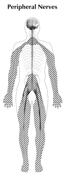 Illustration of a human body showing peripheral nerves with brains, a spinal cord, and lines going through it.