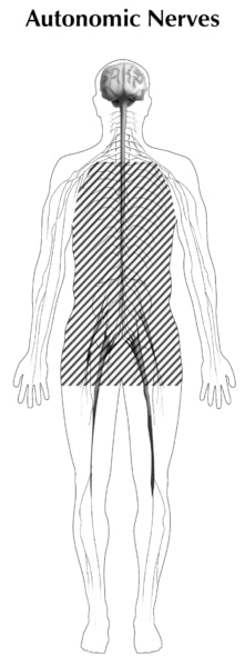 Illustration of the human body showing autonomic nerves with lines going through it and a spine and brain showing.