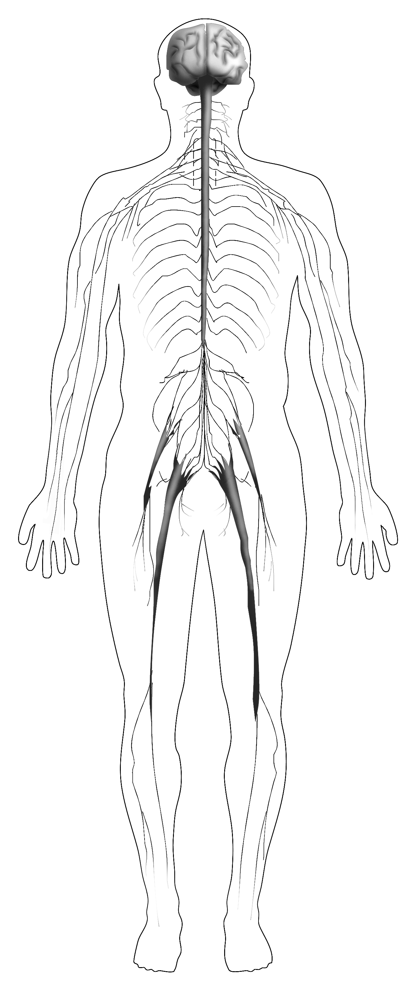 Body showing the entire nervous system media asset niddk