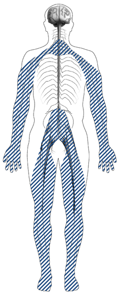 Illustration of the nervous system of the human body that has blue dash marks at the lower and upper extremities of the body.