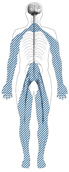 Illustration of the nervous system of the human body that has blue dash marks at the lower and upper extremities of the body.