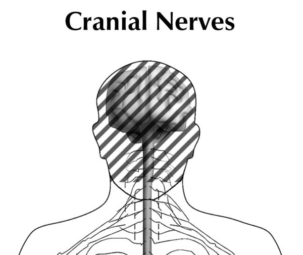 Illustration of the head and shoulders of a person showing the cranial nerves.  The brain and spinal cord is seen and the head portion is dashed out.