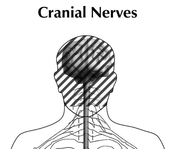 Illustration of the head and shoulders of a person showing the cranial nerves. The brain and spinal cord is seen and the head portion is dashed out.