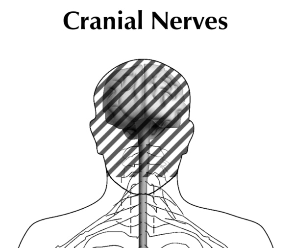 Illustration of the head and shoulders of a person showing the cranial nerves. The brain and spinal cord is seen and the head portion is dashed out.