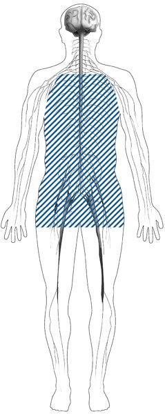 Illustration of the nervous system inside of the human body that has blue dash marks in the middle section of the person.