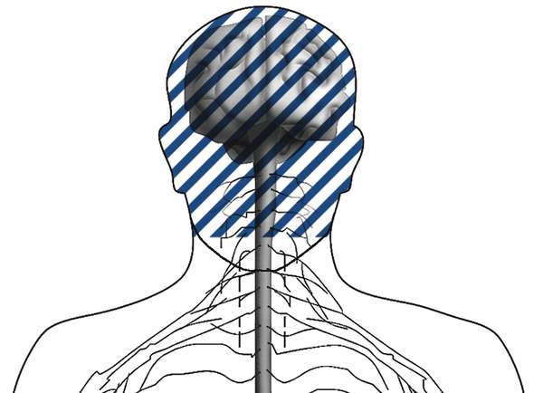 Illustration of a head showing the cranial nerves.