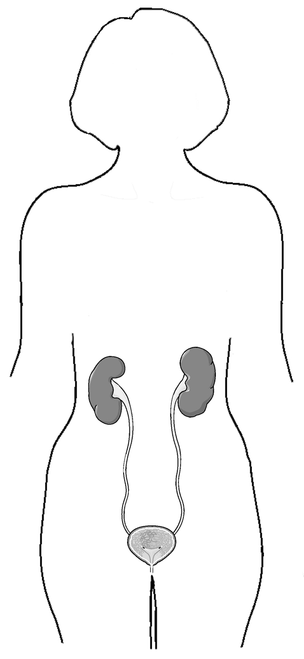 Female urinary tract with the kidney, ureter, bladder, and urethra