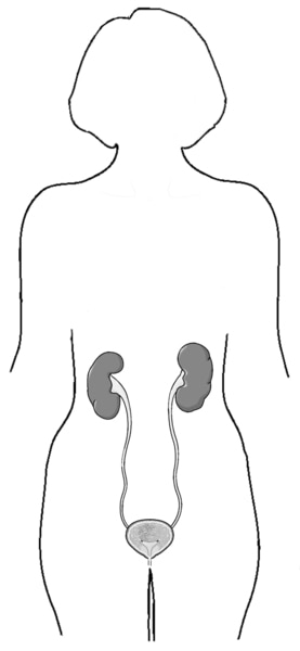 Illustration of the outline of a female body showing the female urinary tract with the kidney, ureter, bladder, and urethra.