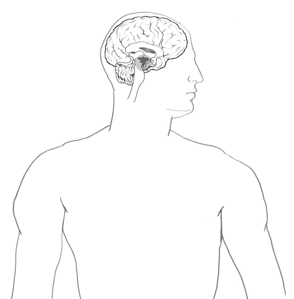 A man's brain showing the hypothalamus.