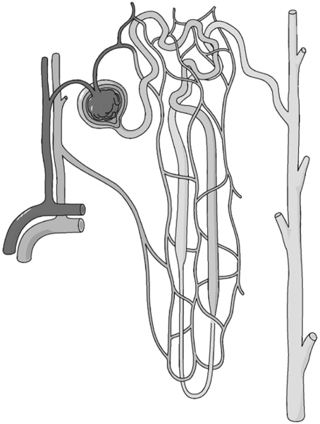 A nephron with a tubule and glomerulus.