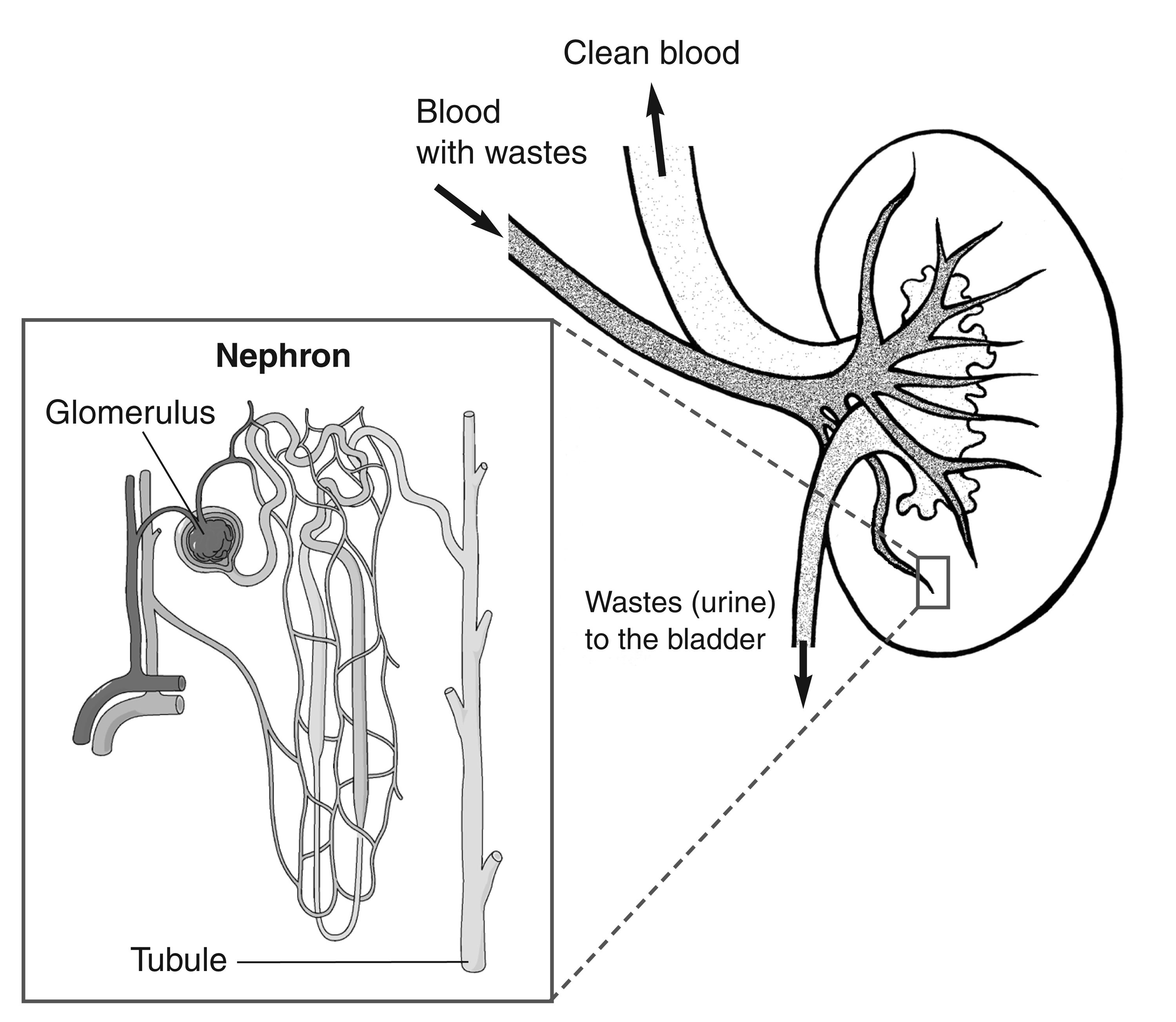 Nephron Diagram Labeled In The Kidney