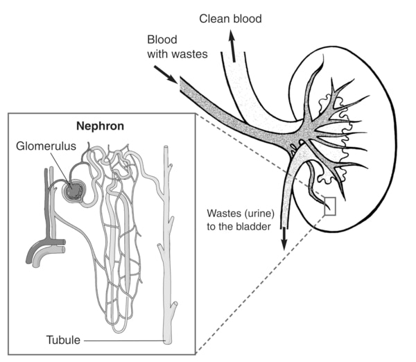 Drawing of a kidney. Labels show where blood with wastes enters the kidney, clean blood leaves the kidney, and wastes-urine-are sent to the bladder. An inset shows a microscopic view of a nephron. Labels point to the glomerulus and tubule.