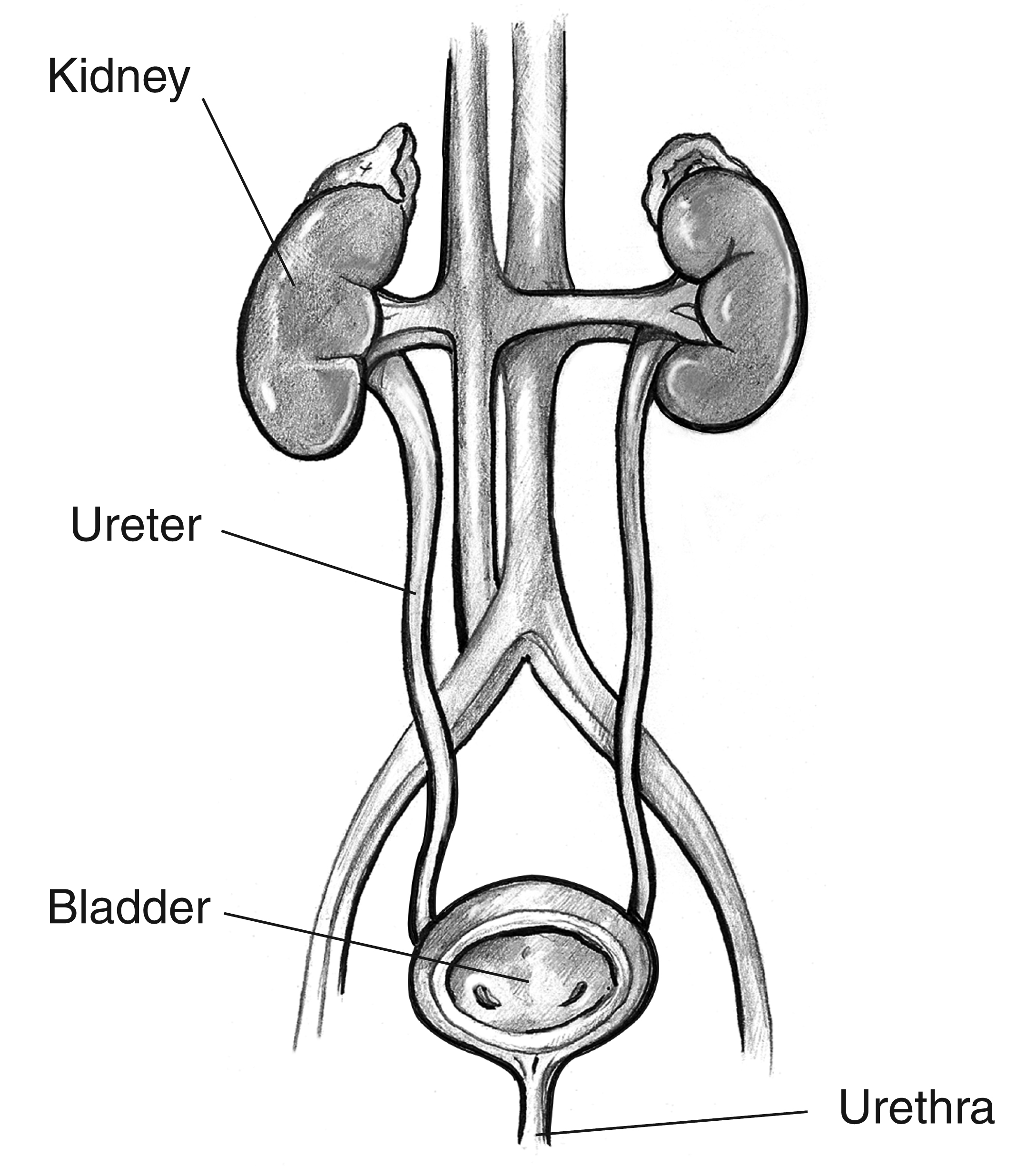 Frontview of a normal urinary tract with kidneys, ureters, bladder