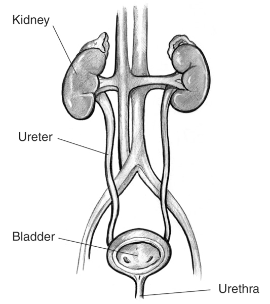 Front-view drawing of a normal urinary tract with kidneys, ureters, bladder, and urethra labeled. The bladder is shown in cross section to reveal interior wall and openings where the ureters empty into the bladder.