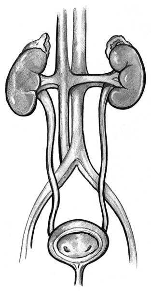 Drawing of a normal urinary tract.