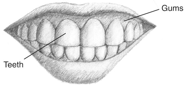 Drawing of a mouth with the teeth and gums labeled.
