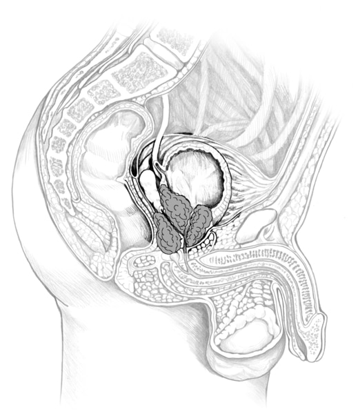 Drawing of the male urinary tract.