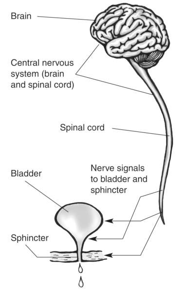 Drawing of a brain, spinal cord, and bladder. Labels point to the brain, spinal cord, bladder, urethra, and sphincter muscles. An additional label explains that the brain and spinal cord make up the central nervous system. Arrows pointing from the spinal