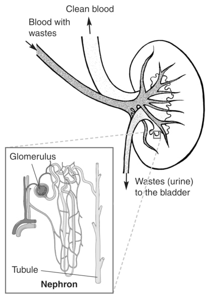 Drawing of a kidney. Labels show where blood with wastes enter the kidney, clean blood leaves the kidney, and wastes (urine) are sent to the bladder. An inset shows a microscopic view of a nephron. Labels point to the glomerulus and the tubule.