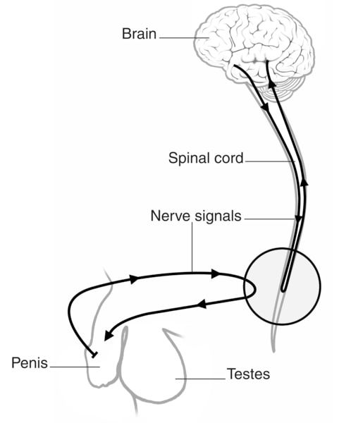 Drawing of nerve signals traveling from the brain to the penis.