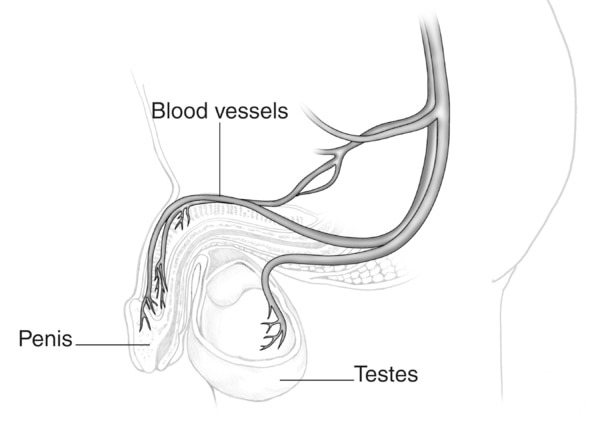 Drawing of blood vessels in the penis.