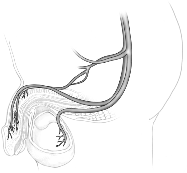 Drawing of blood vessels in the penis.