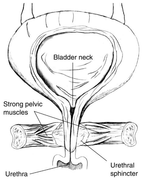 Diagram of front view of female bladder with strong pelvic muscles keeping the urethra closed. The bladder is shown in cross-section to reveal urine in the bladder. Labels point to the bladder neck, strong pelvic muscles, urethral sphincter, and urethra.